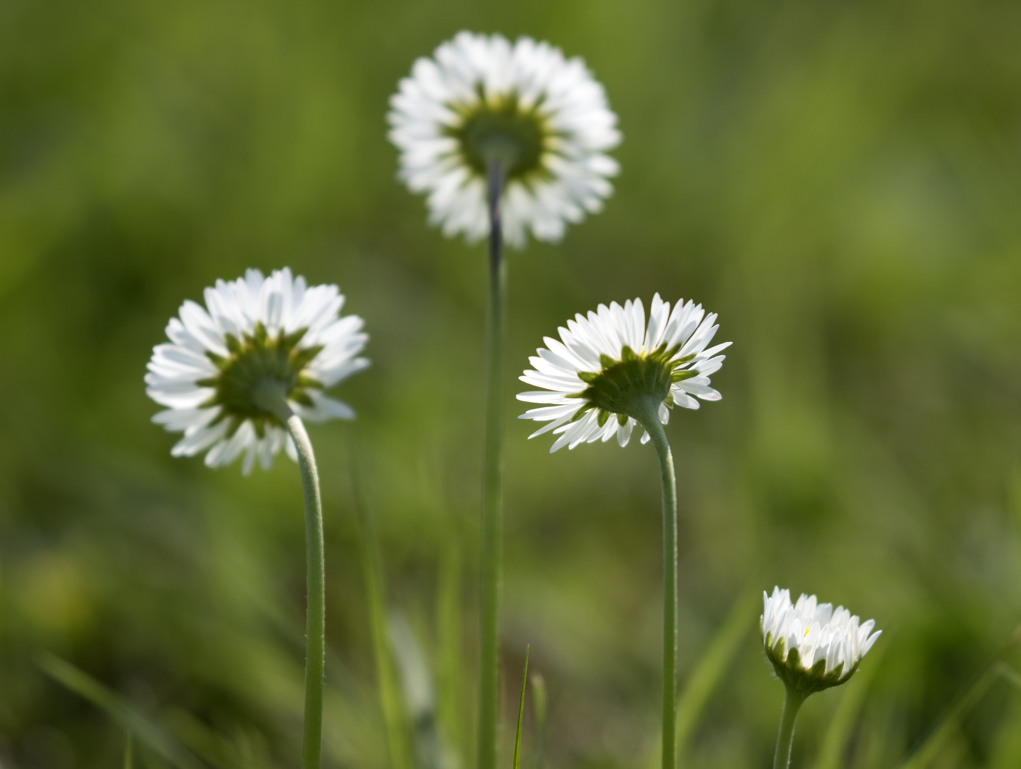 Gänseblümchen Bellis perennnis Blütenkorb