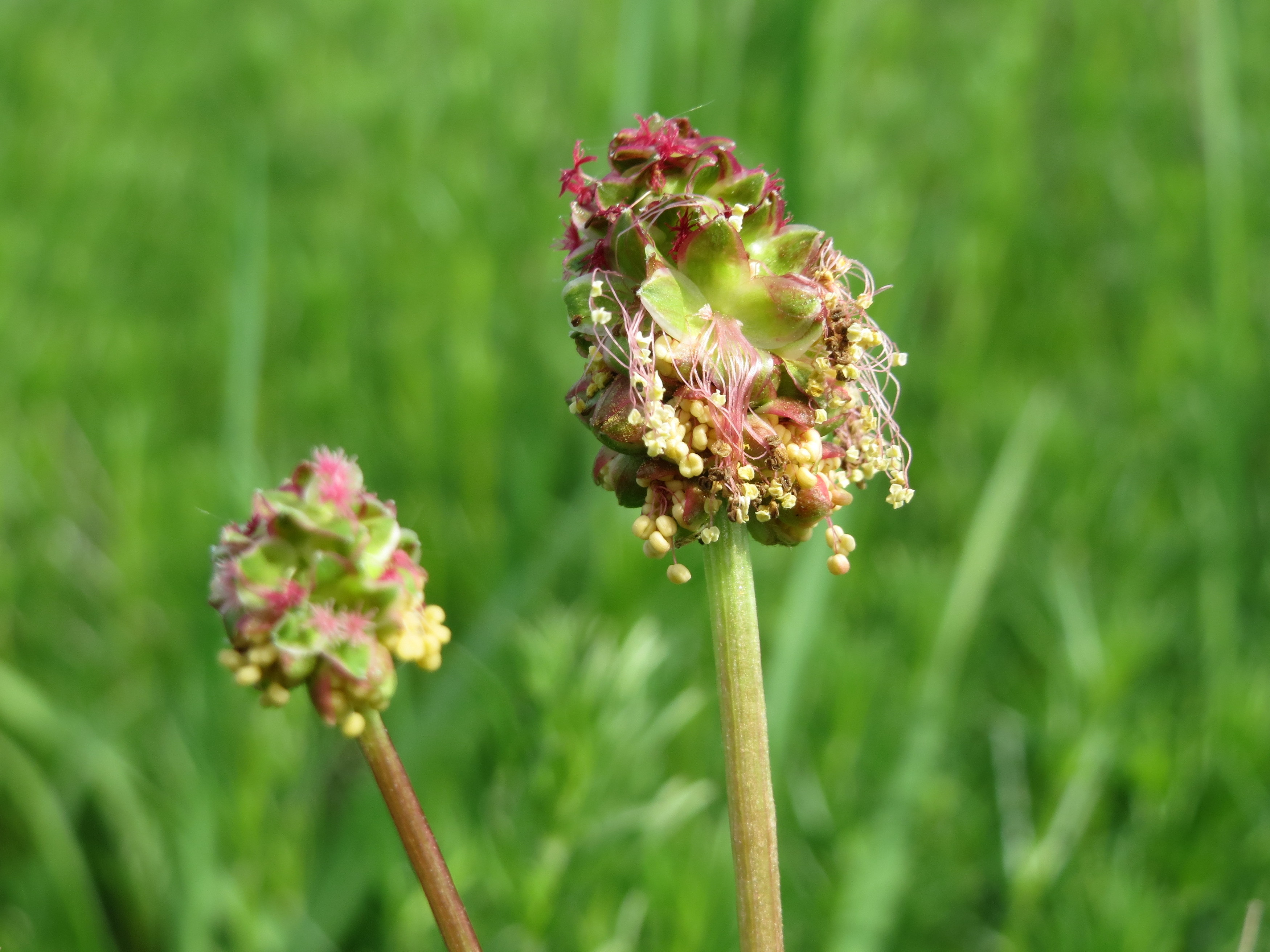Rosaceae_Sanguisorba_minor_Blütenkopf.jpg