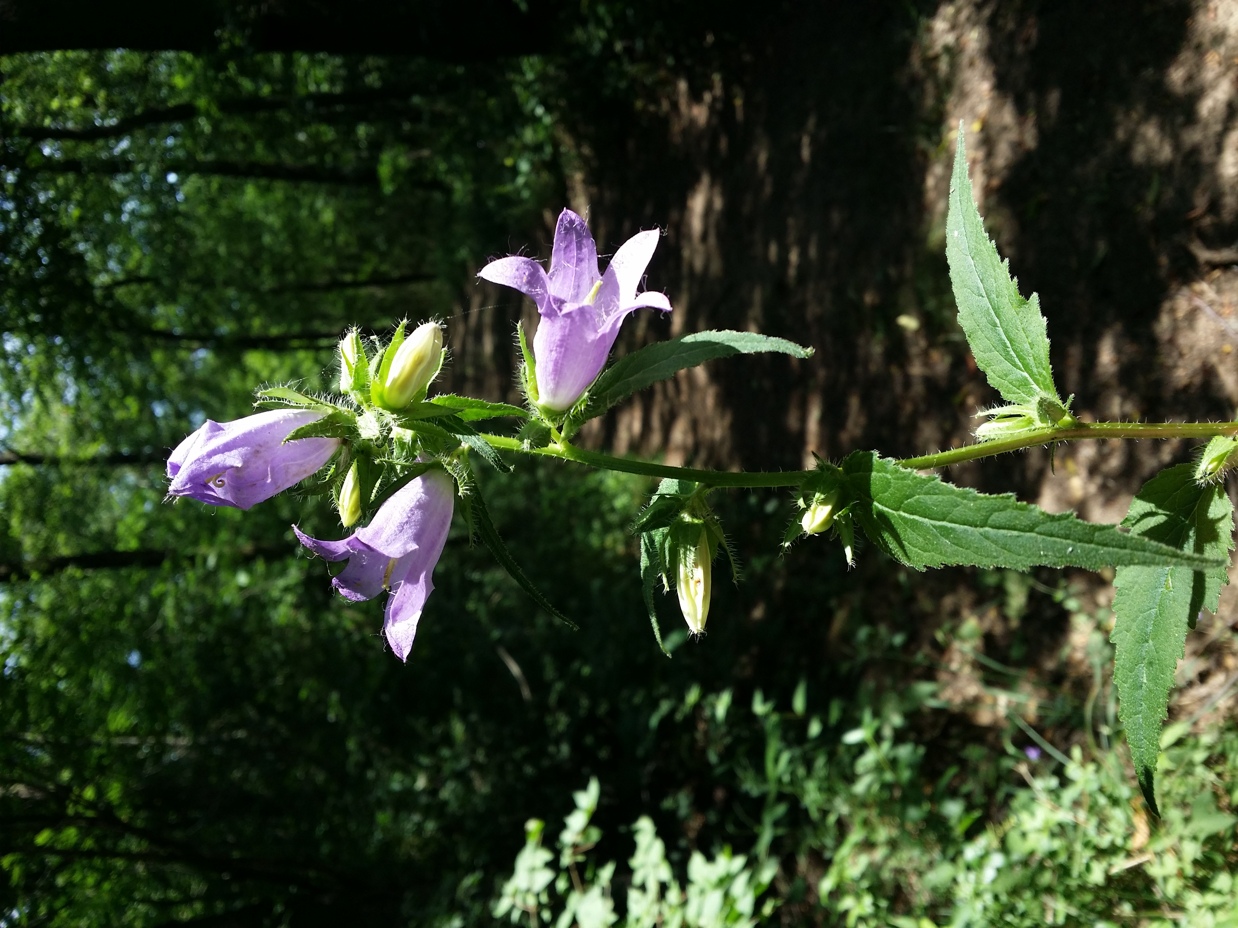Nesselblättrige Glockenblume (Campanula trachelium); essbar; Merkmale, Bestimmung, Verwendung; Blütenstand