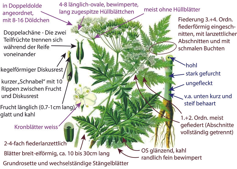Illustration der Wiesen-Kerbels (Anthriscus sylvestris). Graphisch sehr übersichtlich sind Bestimmungsmerkmalen darübergezeichnet. Das Bild ist gut für die Bestimmung der Art geeignet. Begriffe sind u.a. wechselständig, Blatt fiederlanzettlich, Fiedern am Rand fein bewimpert, Haarschopf an den Fiederverzweigungen; Stängel stark gefurcht und v.a unten steifhaarig, usw.