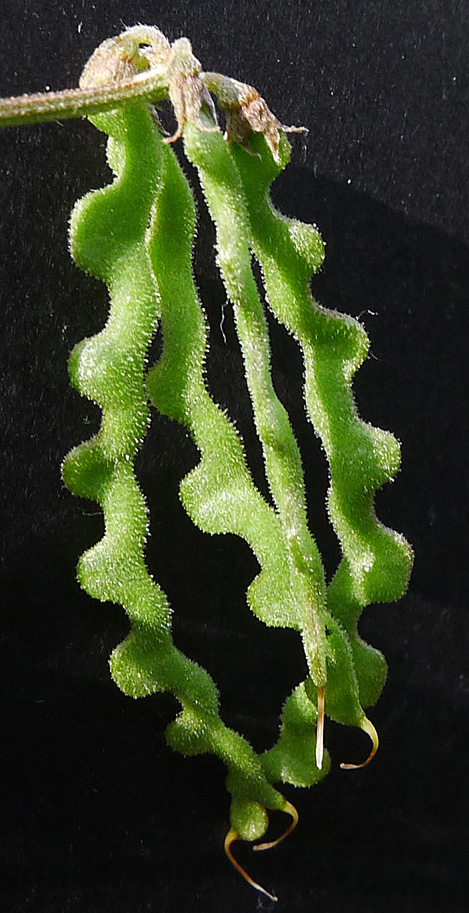 Hufeisenklee; Hippocrepis comosa; Bestimmung, Merkmale Verwendung; essbar; Hufeisenförmige Hülsenfrucht