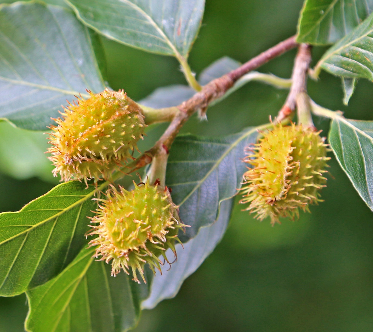 Rotbuche Fagus sylvatica unreife Frucht