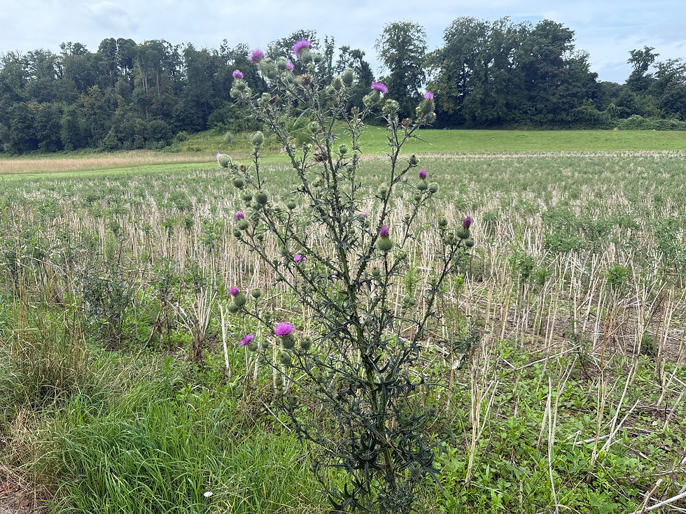 Gemeine Kratzdistel (Cirsium vulgare)