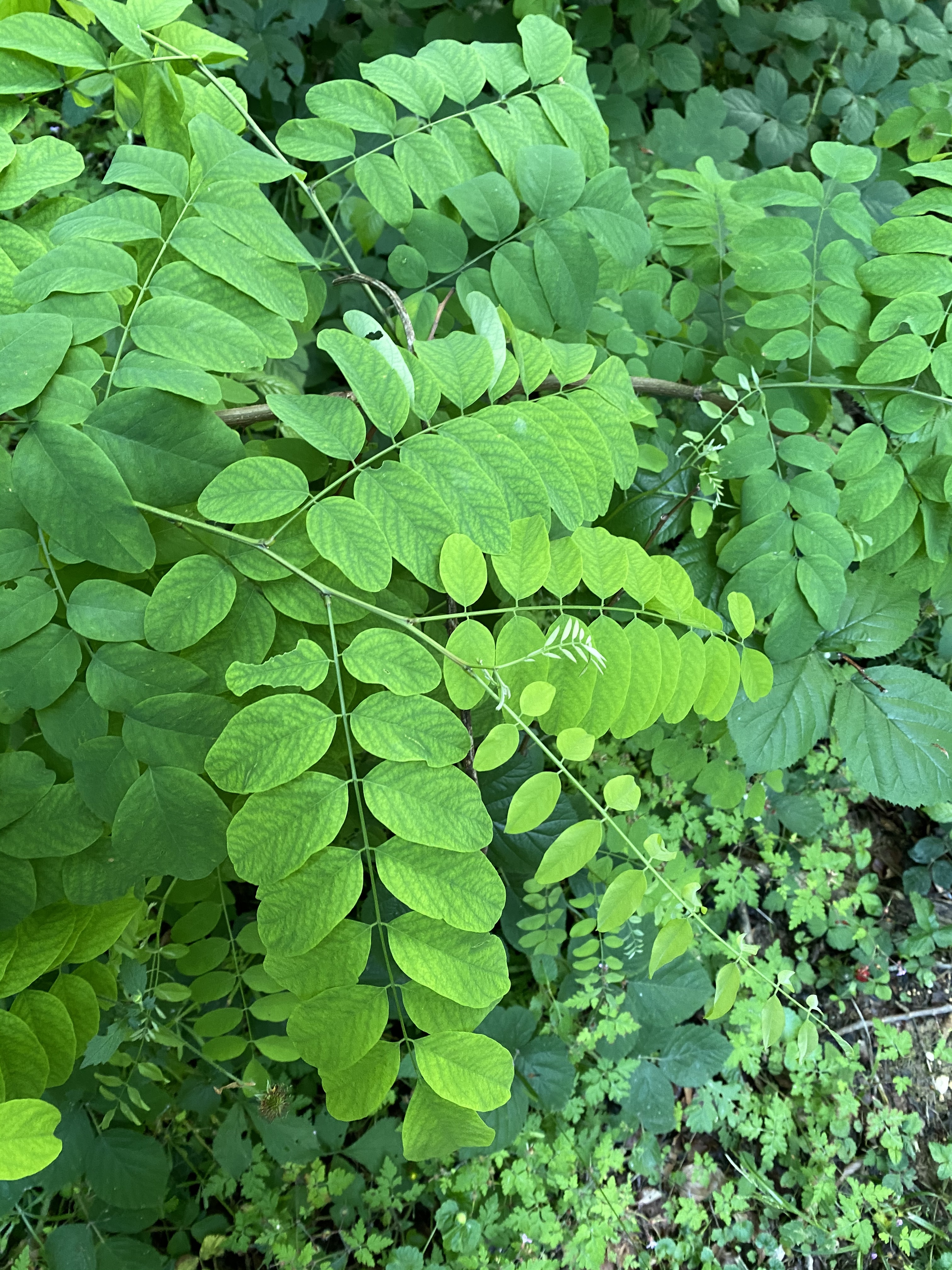 Robinie, Robinia pseudoacacia, Merkmale, Bestimmung, Verwendung, essbar; Blatt Oberseite