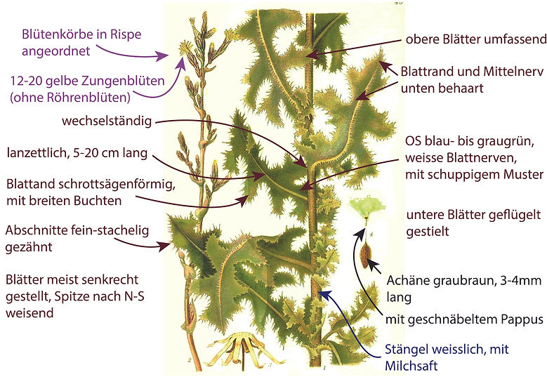 Illustration des Kompass-Lattichs (Lactuca serriola) für die Bestimmung der Art. Graphisch sehr übersichtlich sind Bestimmungsmerkmalen darübergezeichnet. Das Bild ist gut für die Bestimmung der Art geeignet. Begriffe sind u.a. Blätter wechselständig, schrottsägenförmig, breite Buchten zwischen den Abschnitten, Abschnitte fein-stachelig gezähnt, grau- bis graugrün, randlich und unten am Mittelnerv bestachelt, Stängel weisslich, mit Milchsaft, usw.