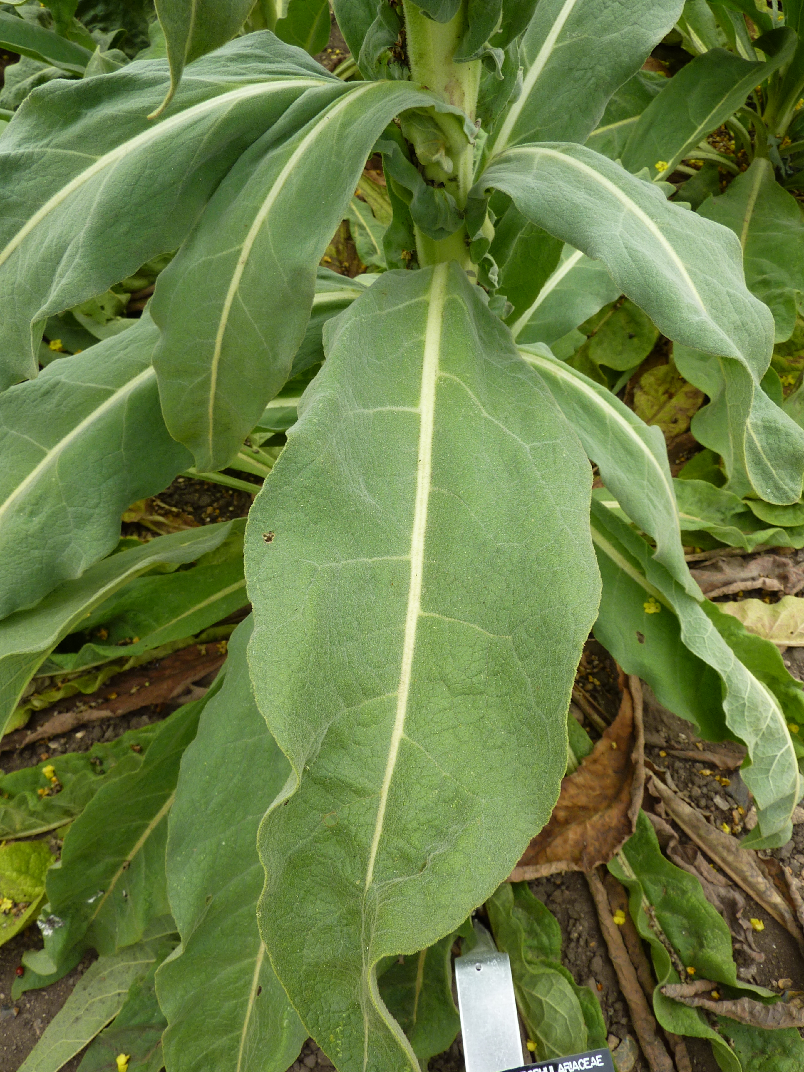 Scrophulariaceae_Verbascum_thapsus_Blatt2.JPG