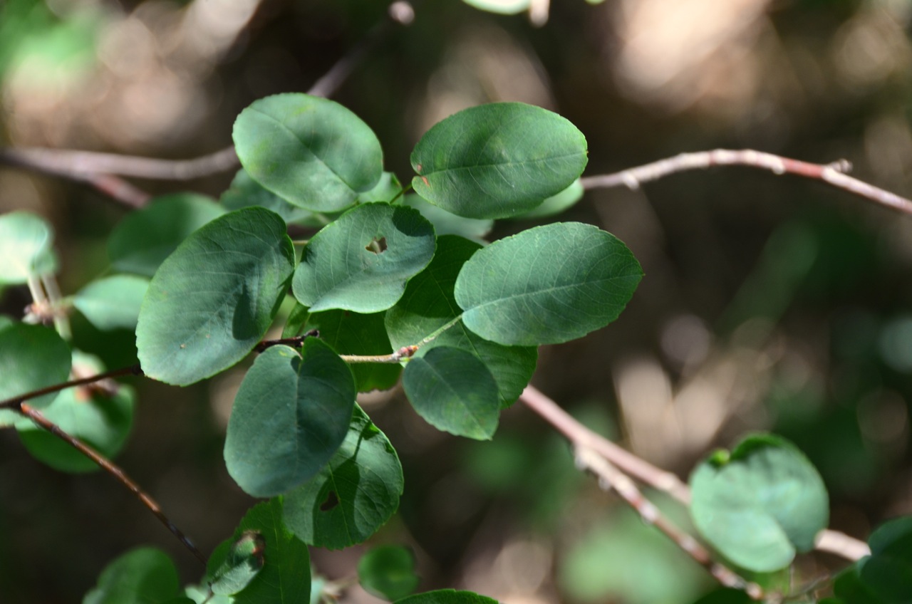 Felsenbirne Amelanchier ovalis, essbar; Bestimmung, Merkmale, Verwendung; Blatt