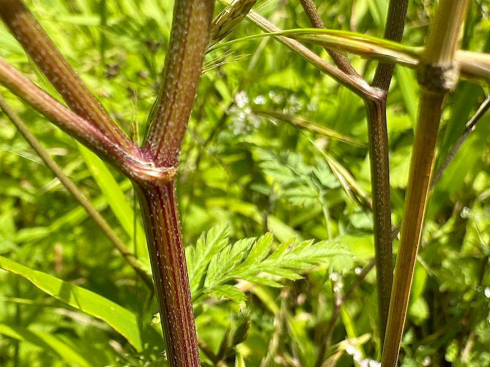 Stängel vom Gewöhnlichen Klettenkerbel (Torilis japonica)