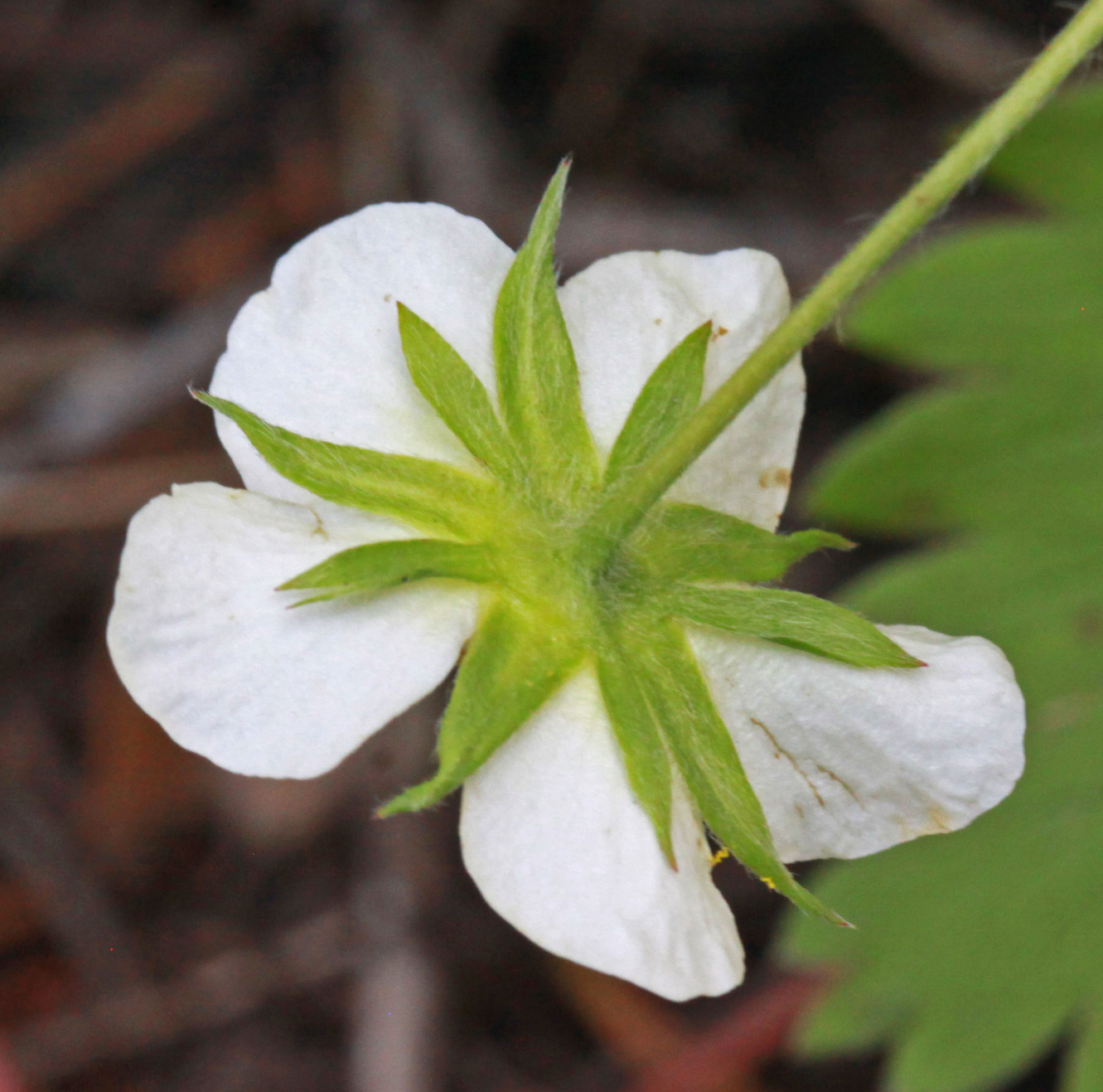 Wald Erdbeere Fragaria vesca Blüte Klech und Aussenkelch