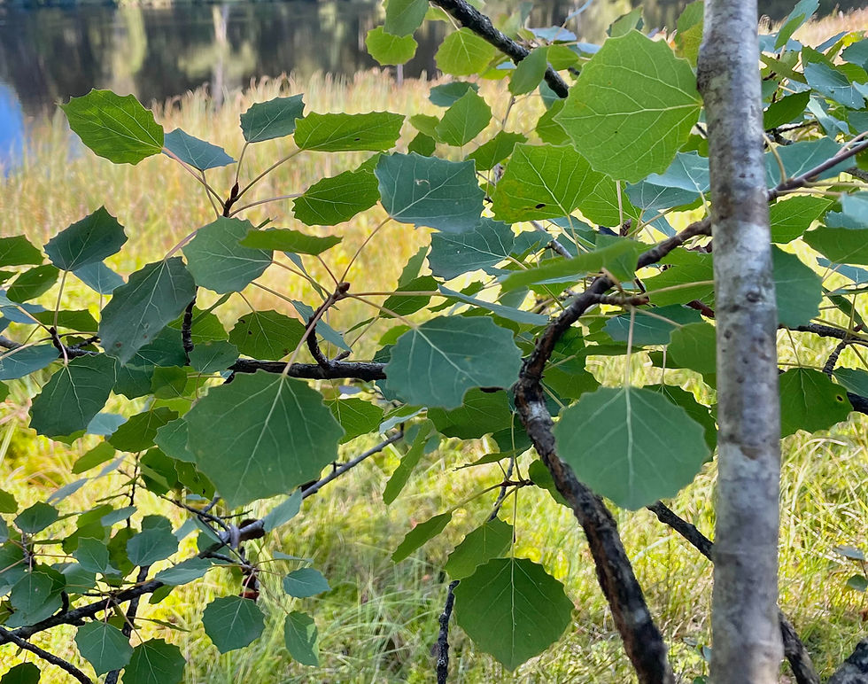 Blätter der Espe / Zitterpappel (Populus tremula)