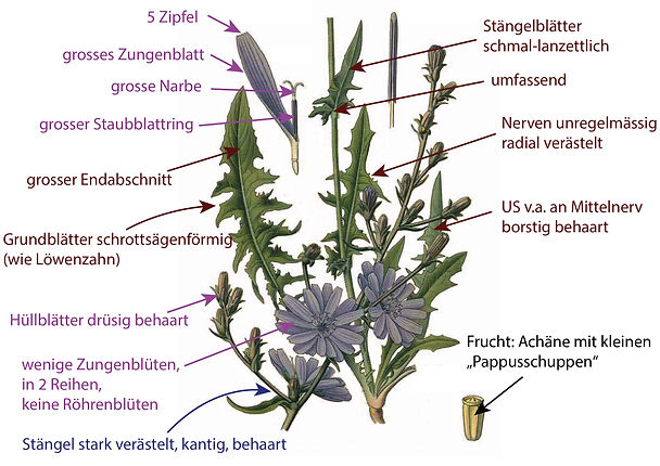 Asteraceae Cichorium intybus Eigenschaften Bestimmung Merkmale
