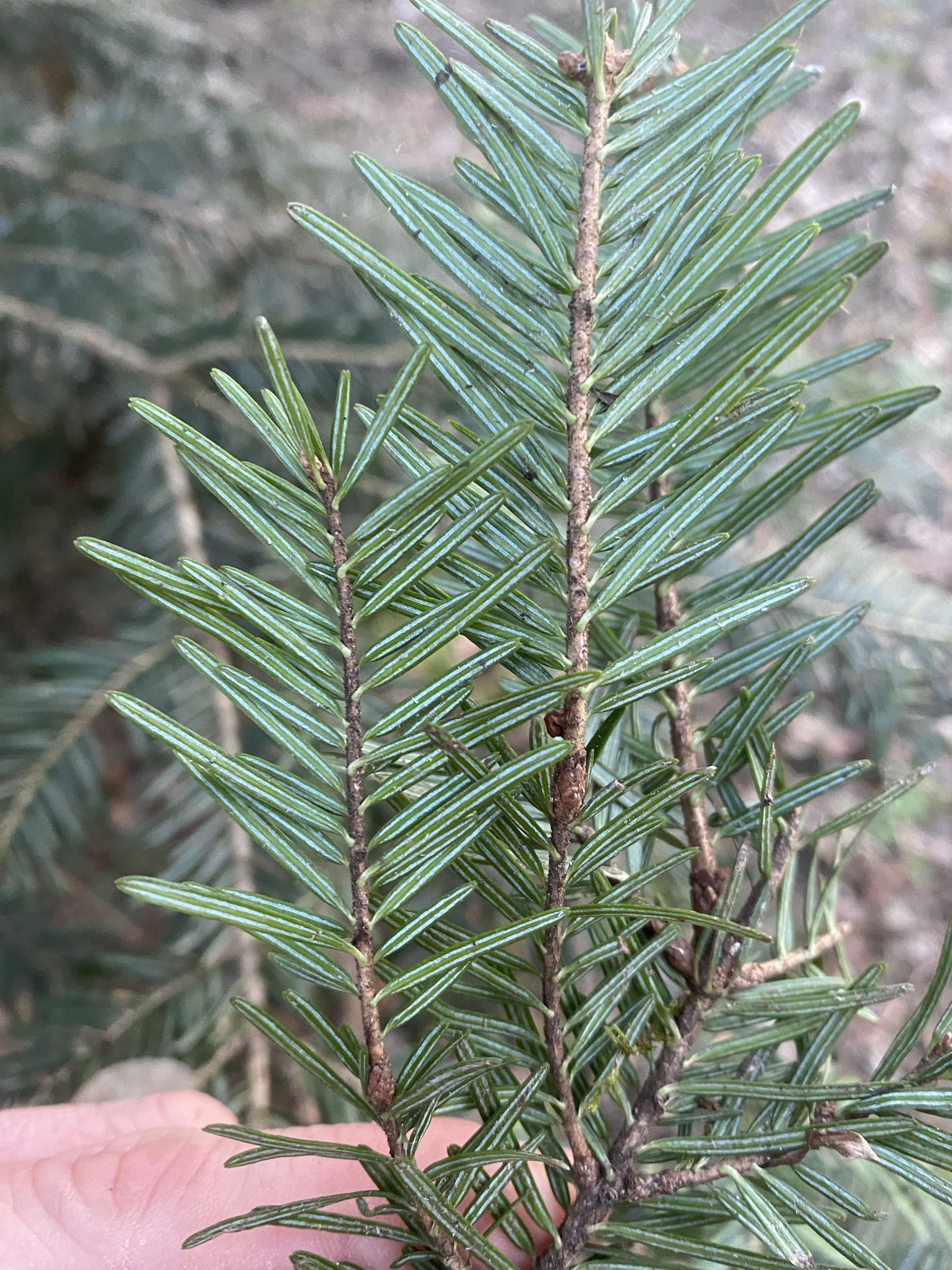 Weisstanne (Abies alba) Eigenschaften / Merkmale / Bestimmung / Verwendung; essbar; Nadel Unterseite