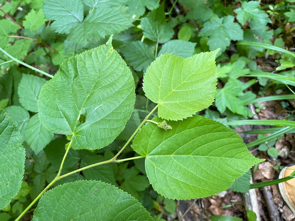 Blätter der Sommer-Linde (Tilia platyphyllos)