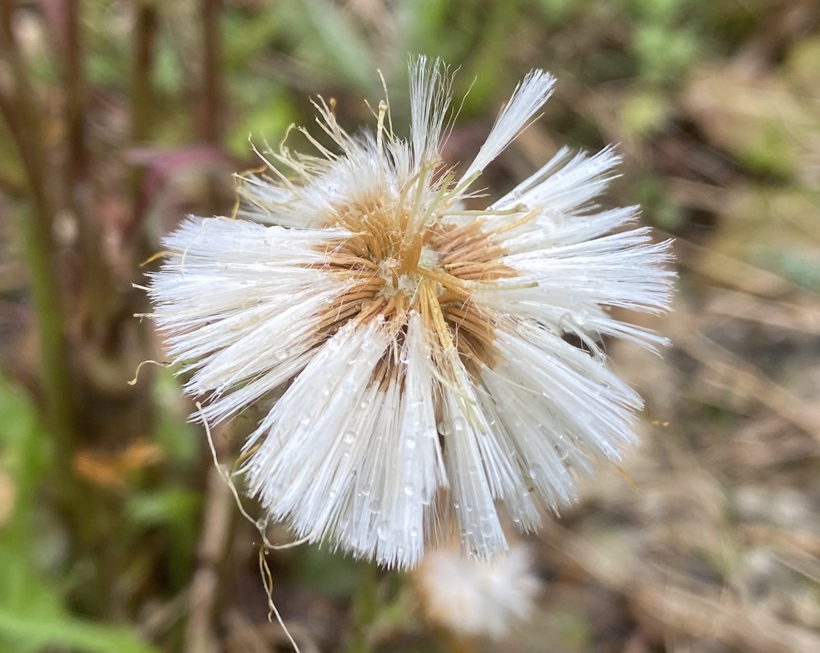 Asteraceae Huflattich Tussilago farfara Eigenschaften Merkmale Bestimmung Fruchtstand