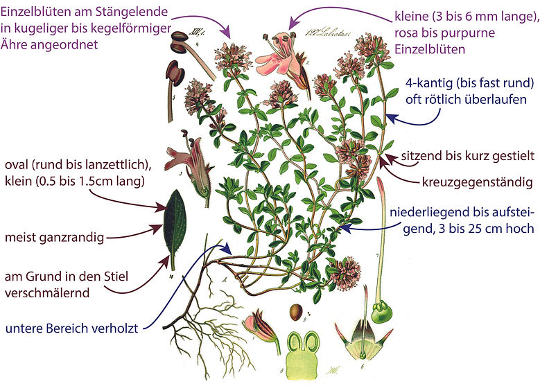 Illustration des Feld-Thymian (Thymus serpyllum aggr.). Graphisch sehr übersichtlich sind Bestimmungsmerkmalen darübergezeichnet. Das Bild ist gut für die Bestimmung der Art geeignet.