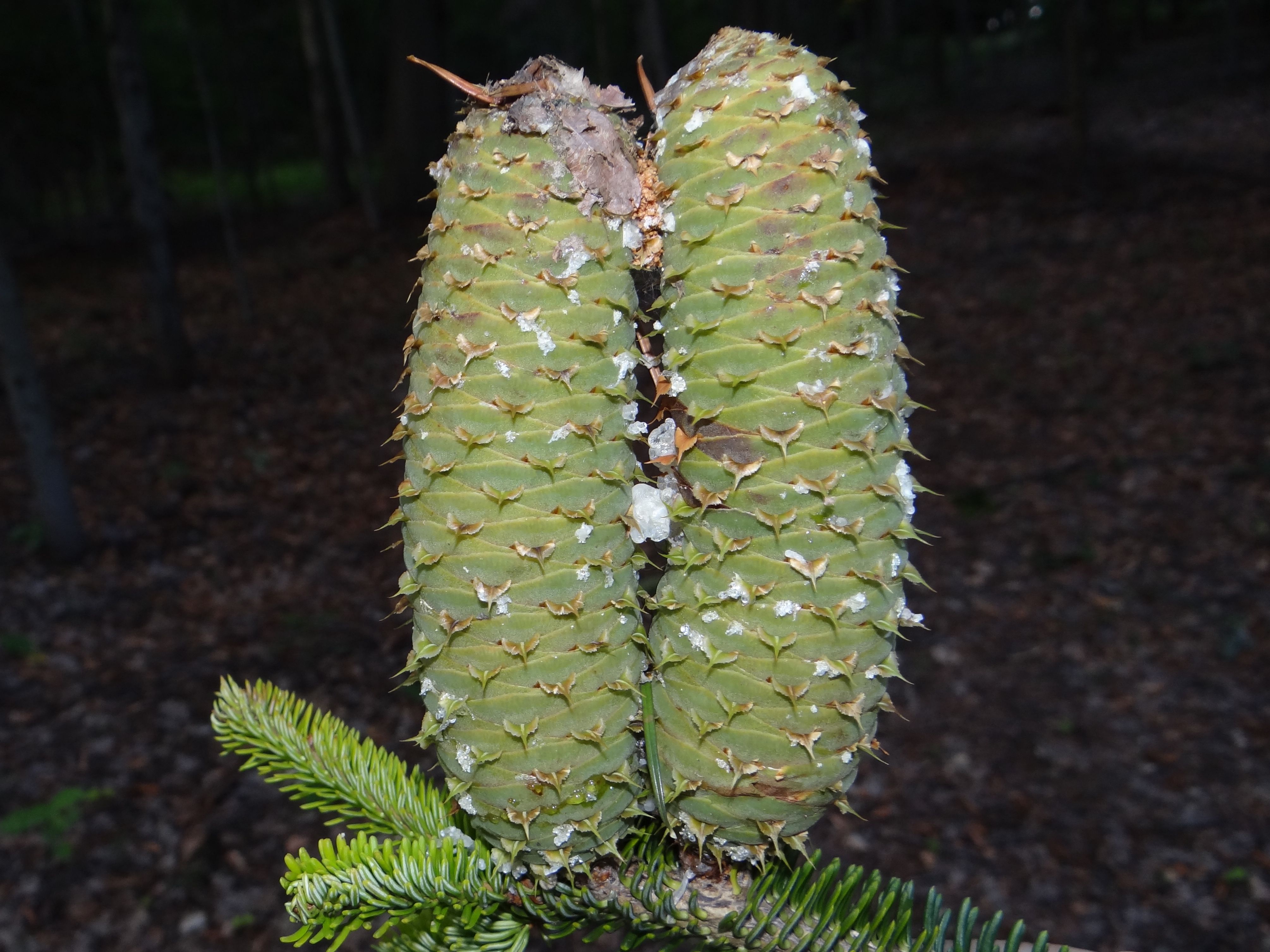 Weisstanne (Abies alba) Eigenschaften / Merkmale / Bestimmung / Verwendung; essbar; weiblicher Blütenstand
