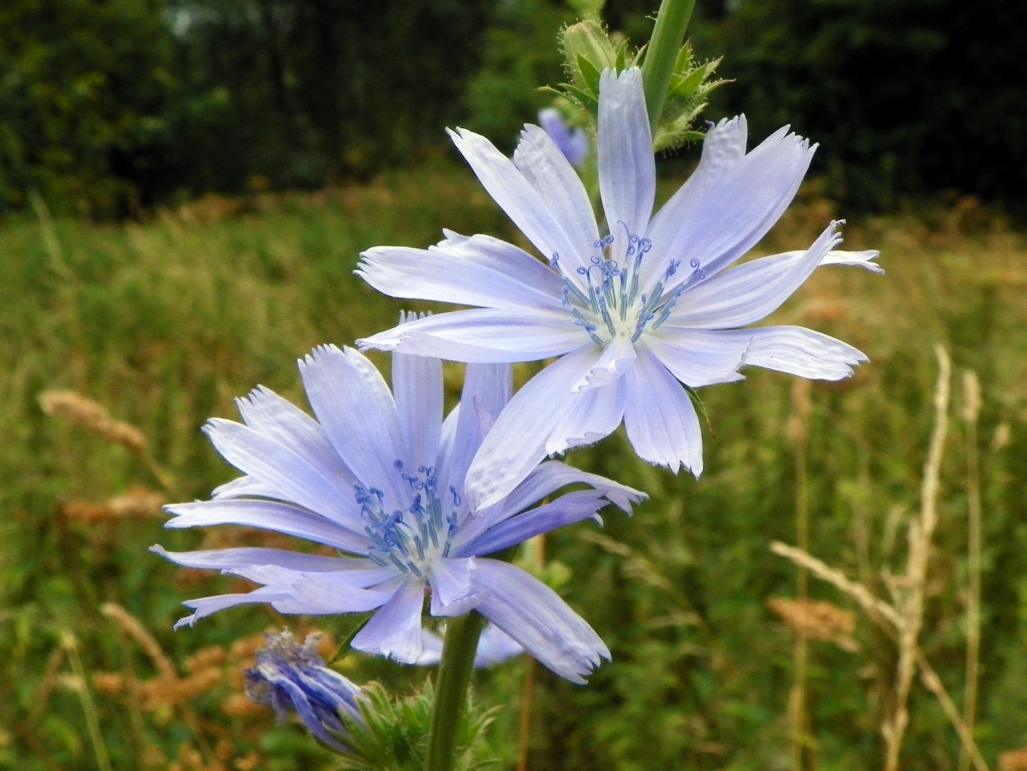 Asteraceae Cichorium intybus Eigenschaften Bestimmung Merkmale Blütenkorb