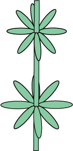 Quirl beim Waldmeister 