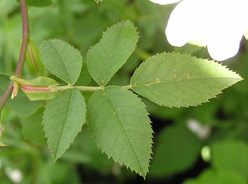 Rosaceae Rosa canina Hundsrose Bestimmung, Eigenschaften, Merkmale, Verwendung Blatt