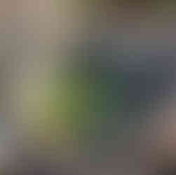 bei der Herstellung der Wildkräutersuppe werden die zerhackte Wildkräuter erst am Schluss dazugegeben und nur ca. 1-2min gekocht