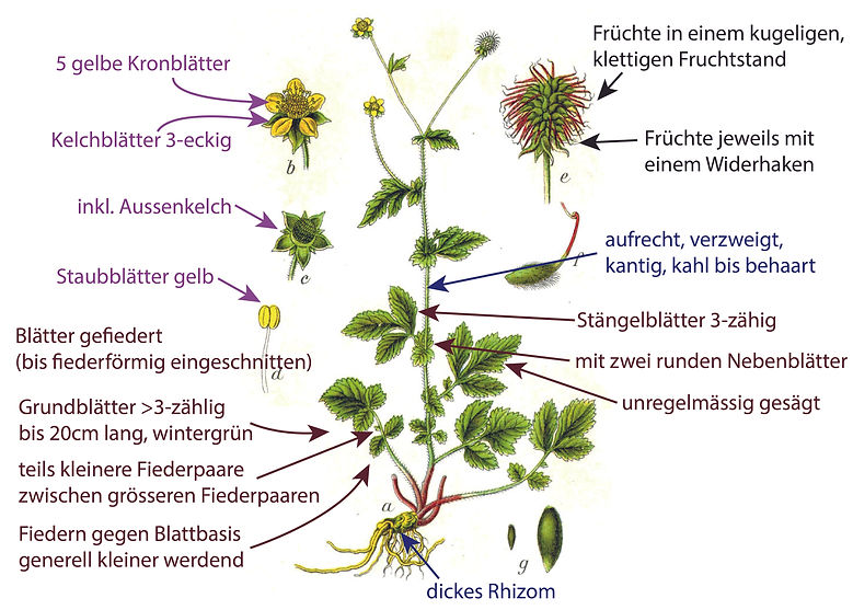 Illustration der Echten Nelkenwurz (Geum urbanum). Graphisch sehr übersichtlich sind Bestimmungsmerkmalen darübergezeichnet. Das Bild ist gut für die Bestimmung der Art geeignet. 