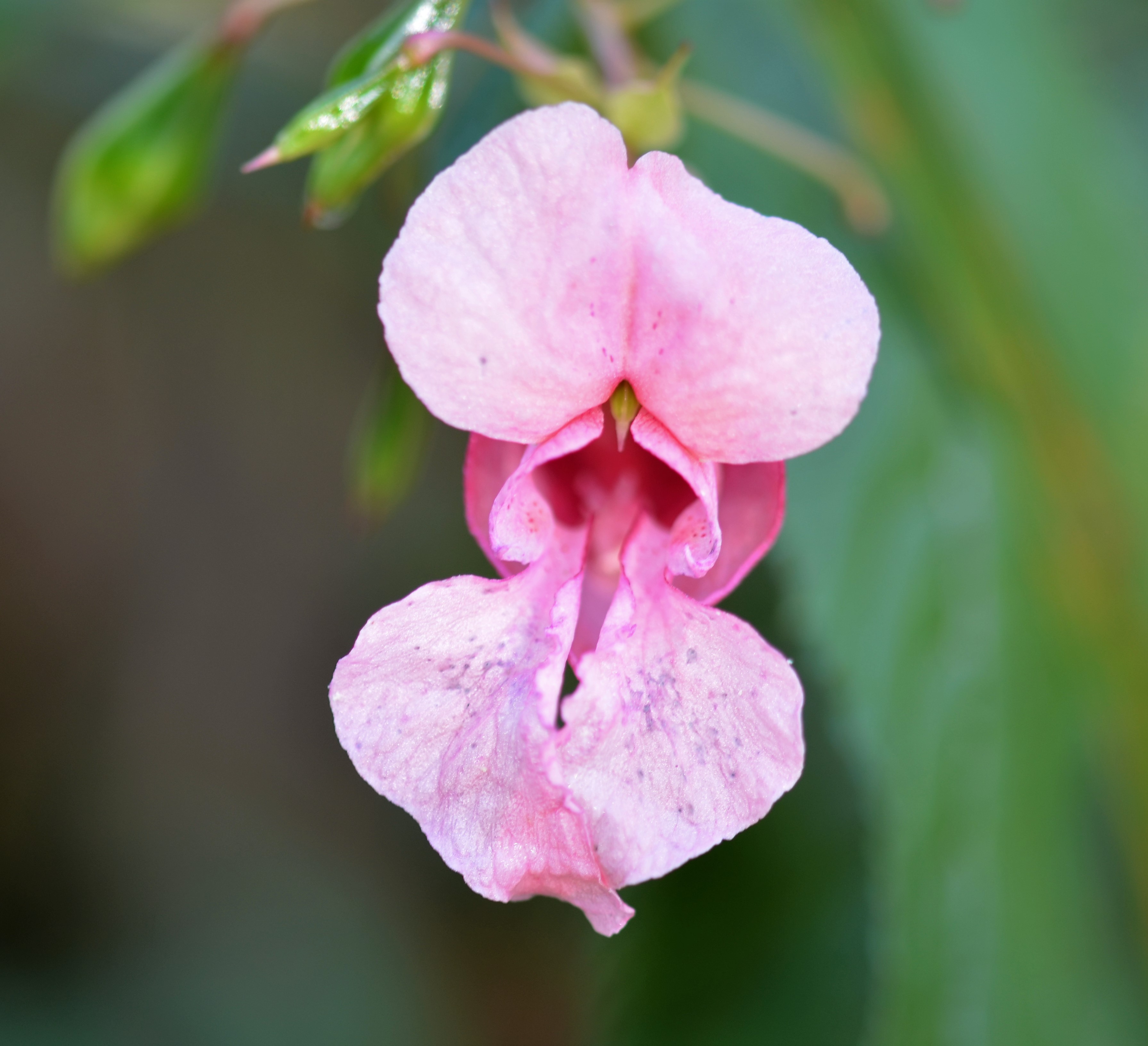 Drüsiges Springkraut (Impatiens glandulifera): Eigenschaften / Beschreibung / Merkmale / Bestimmung / Verwendung, essbar: Blüten vorne