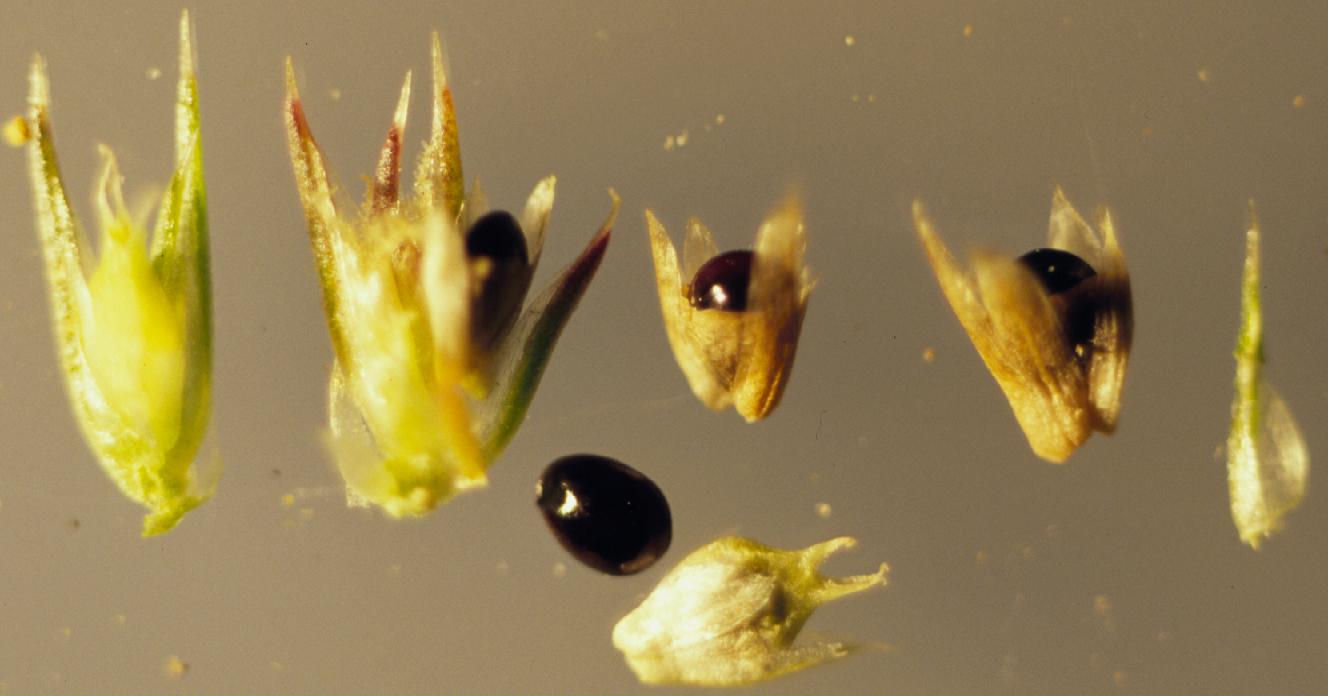 Amaranthaceae Amaranthus retroflexus Zurückgebogener Fuchsschwanz Eigenschaften Bestimmung Merkmale Verwendung Frucht