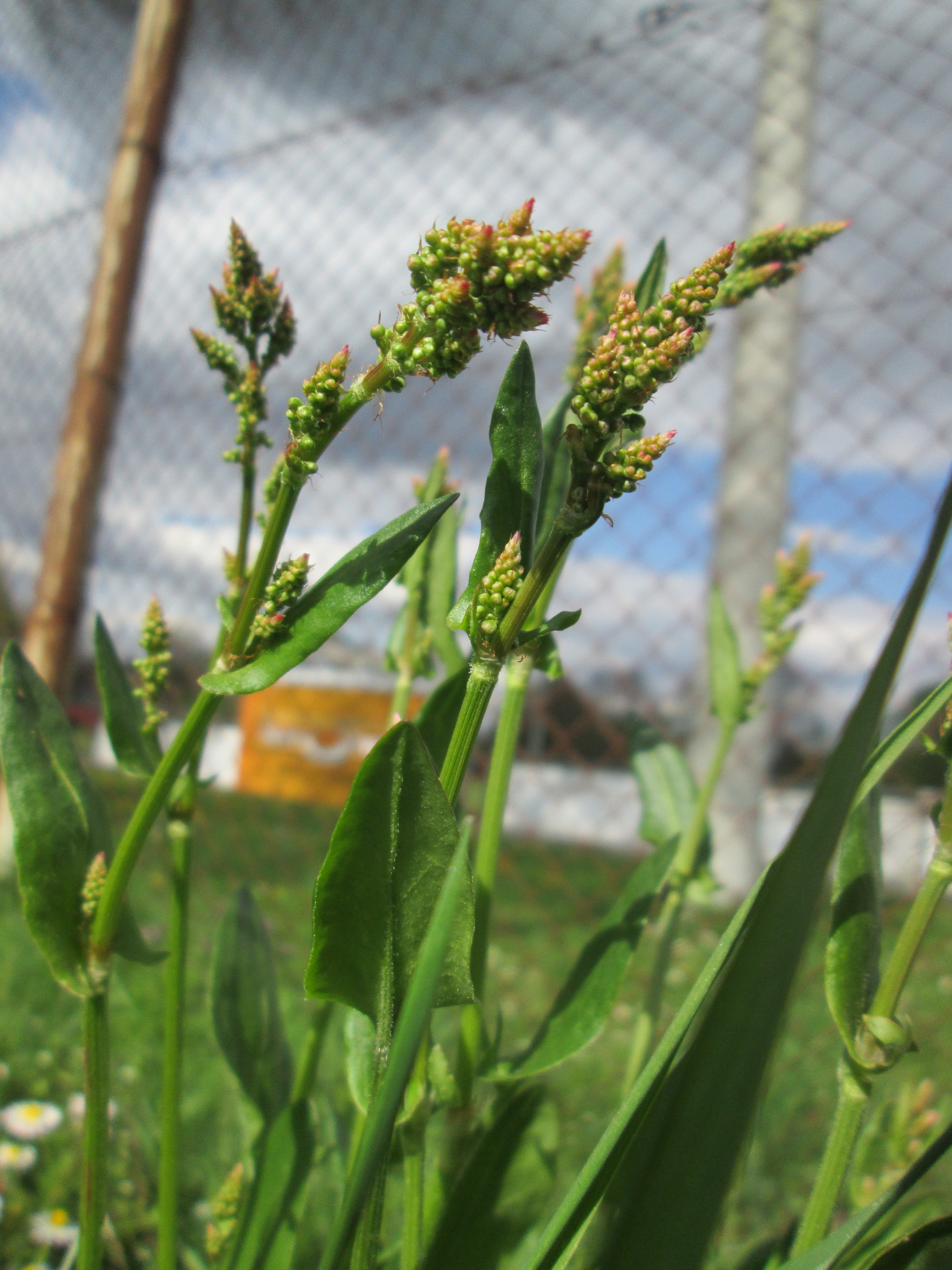 Polygonaceae Rumex Amper Stängel