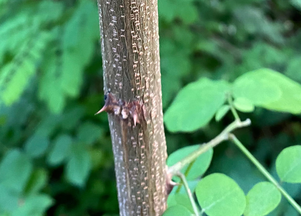 Nebenblattdornen an jungen Ästen der Robinie (Robinia pseudoacacia)