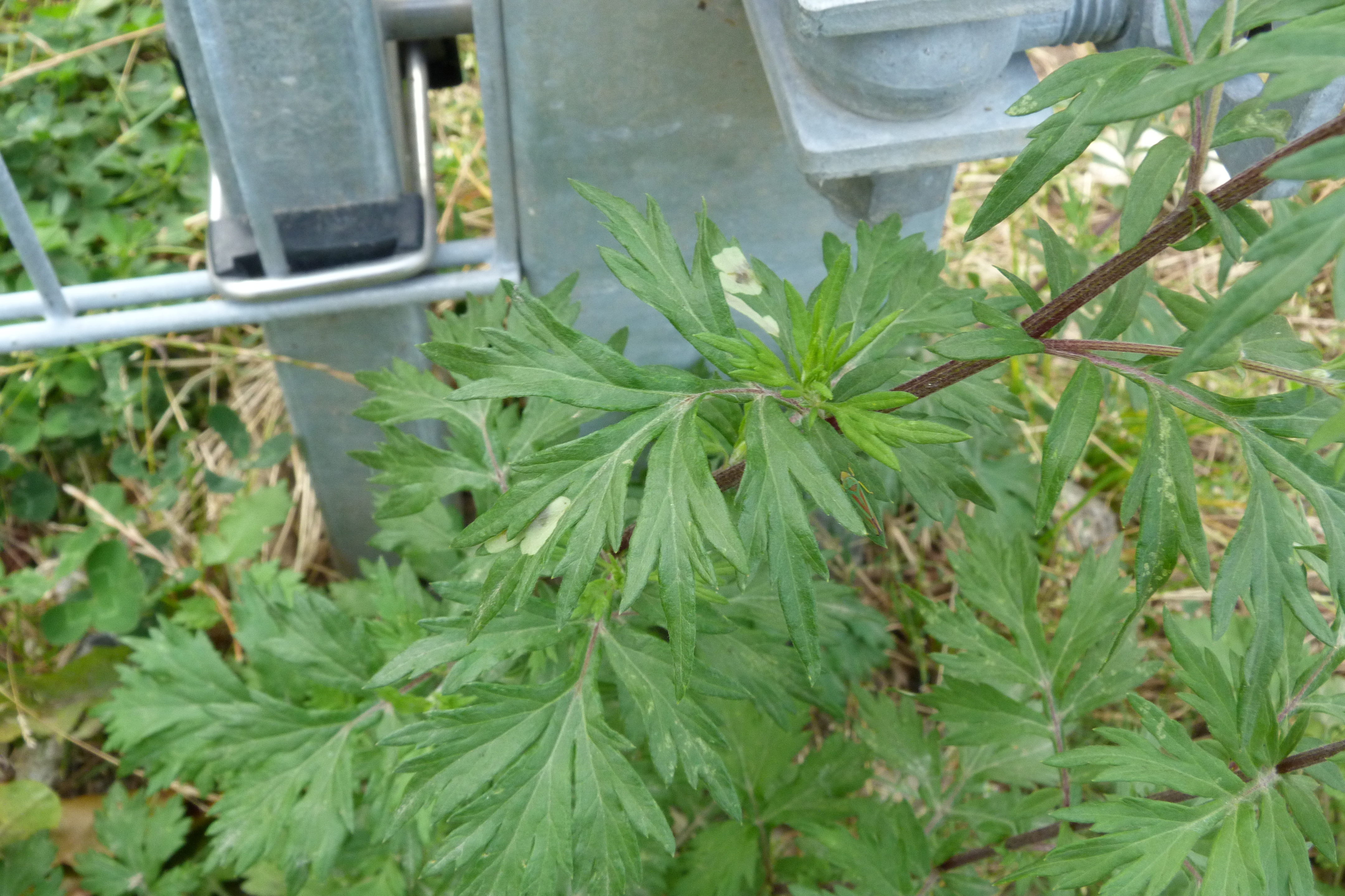 Asteraceae Artemisia vulagris Gemeiner Beifuss Eigenschaften Merkmale Bestimmung Verwendung Blätter