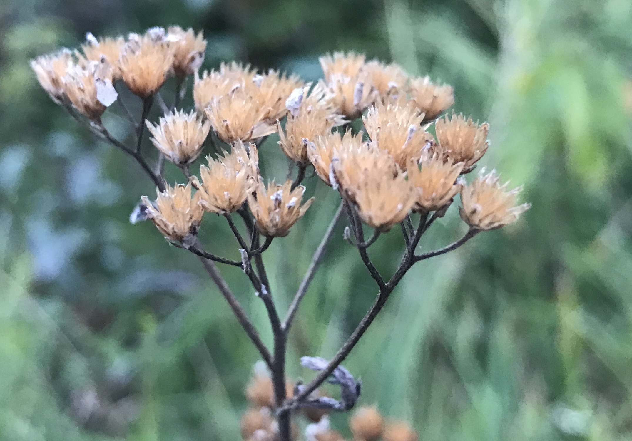 Asteraceae Achillea millefolium Schafgarbe Eigenschaften Merkmale Bestimmung Verwendung Fruchtstand