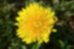 Gewöhnlicher Löwenzahn (Taraxacum sect. Ruderalia, Unterfamilie Chicoridoideae): mit nur Zungenblüten. Die Einzelblüten ganz in der Mitte sind noch nicht aufgeblüht (Aufblühen geht von aussen nach innen)