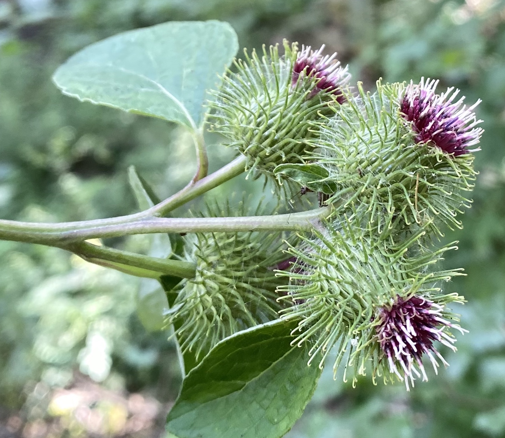 Asteraceae Arctium Lappa Grosse Klette Eigenschaften Merkmale Bestimmung Verwendung Blüten