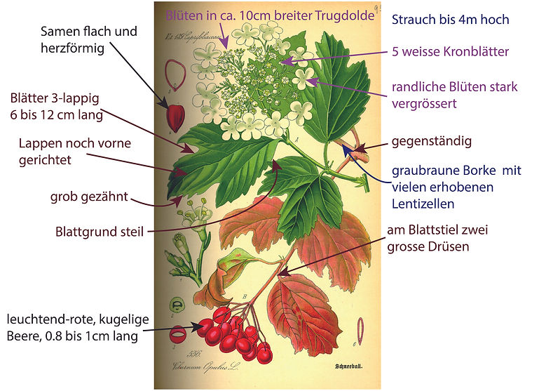 Illustration des Gemeinen Schneeballs (Viburnum opulus) für die Bestimmung der Art. Graphisch sehr übersichtlich sind Bestimmungsmerkmalen darübergezeichnet. Das Bild ist gut für die Bestimmung der Art geeignet. Begriffe sind u.a. gegenständig, 3-lappig, Blattgrund steil, Trugdolde, weisse Blüten, rote Beeren.