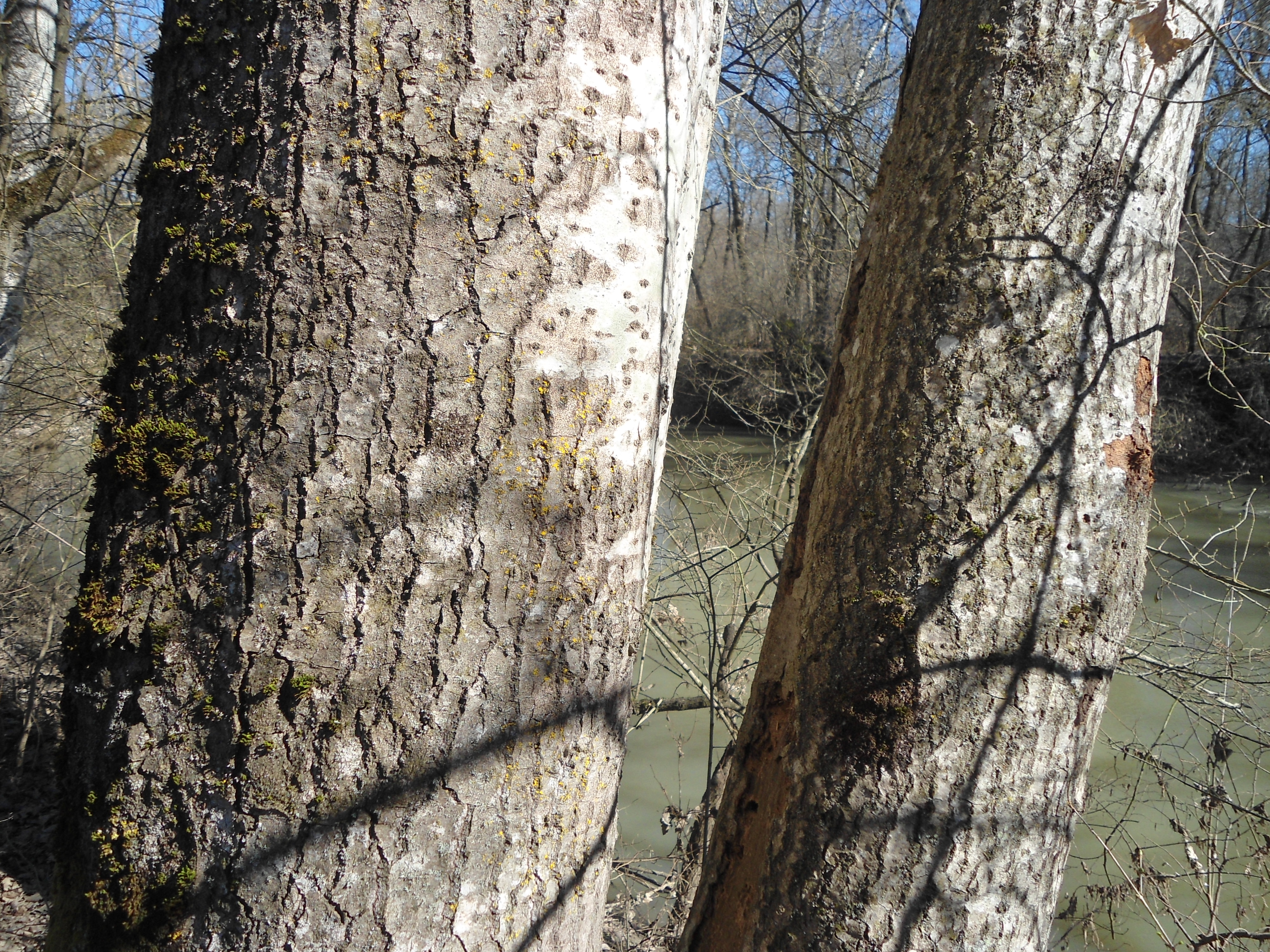 Zitter-Pappel (Populus tremula) Eigenschaften / Bestimmung / Merkmale / Verwendung; essbar; Borke älterer Bäume