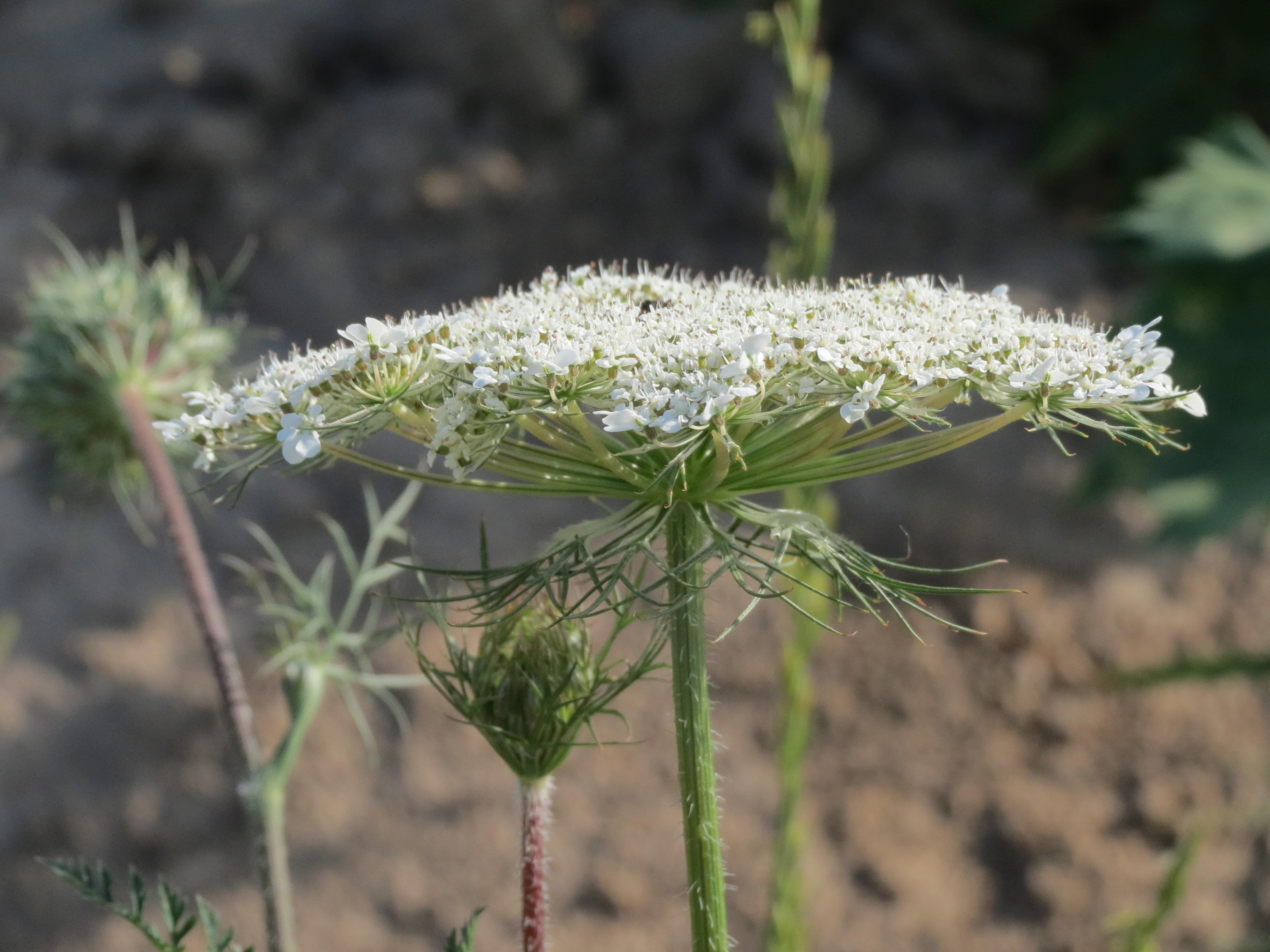 Apiaceae Daucus carota Wilde Möhre Eigenschaften Bestimmung Merkmale Verwendung Blütenstand