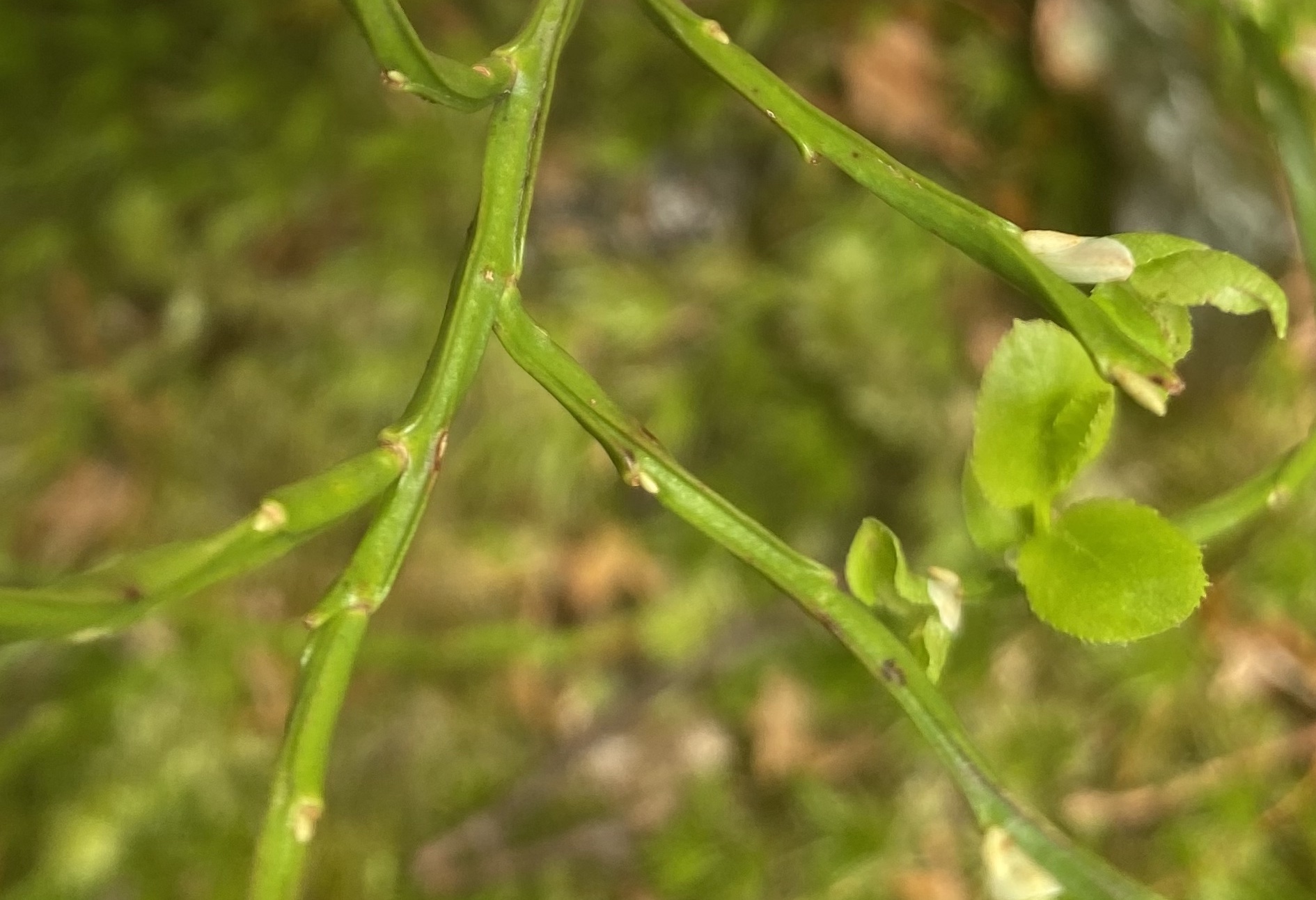 Ericaceae Vaccinium myrtillus Heidelbeere Merkmale Bestimmung Eigenschaften Verwendung  Stängel