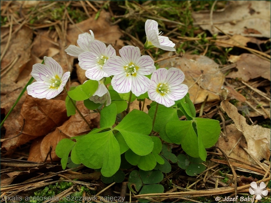 Oxalidaceae_Oxalis_acetosella_ges.jpg