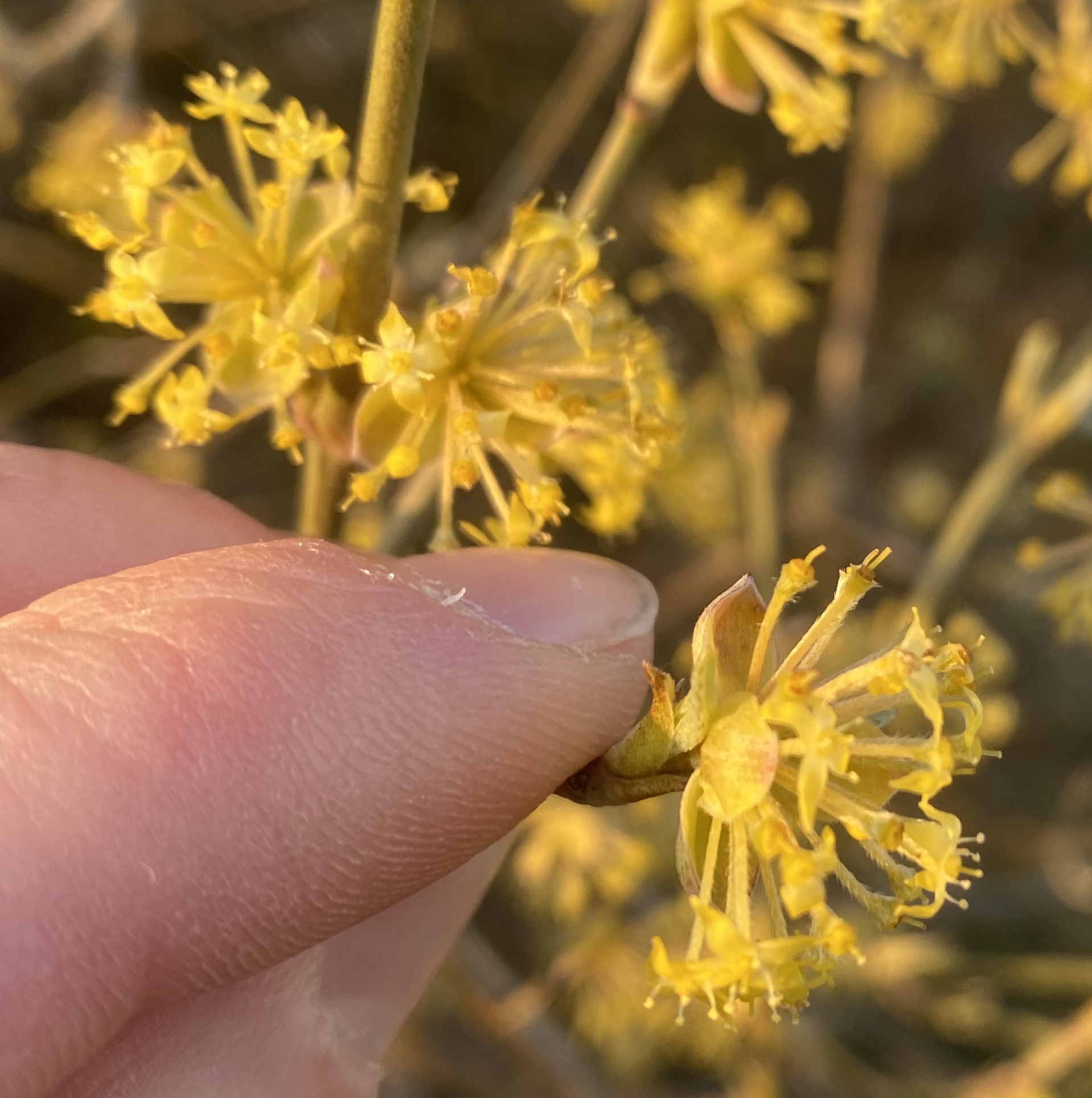 Cornaceae Cornus mas Kornelkirsche Eigenschaften Bestimmung Merkmale Verwendung Dolde Blütenstand