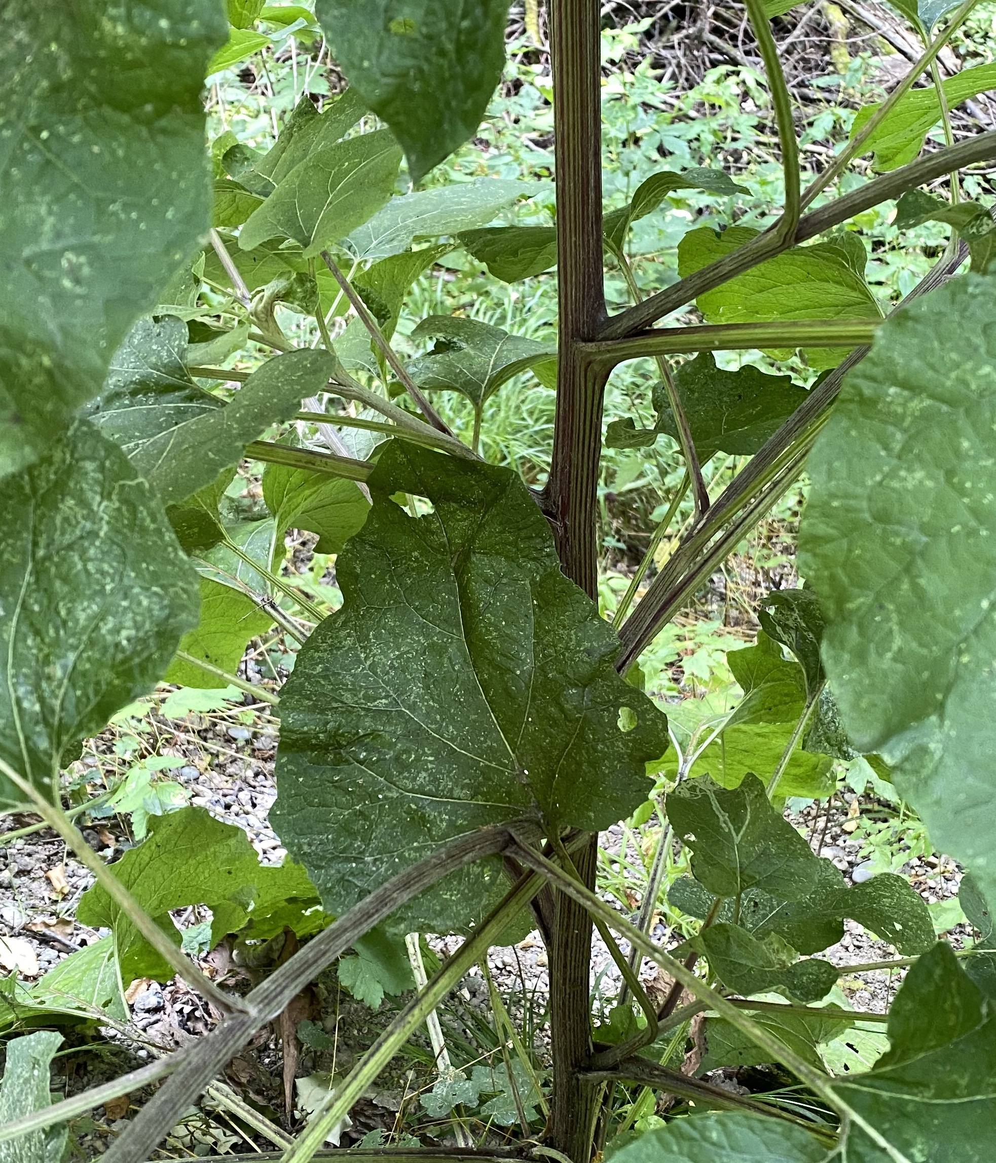 Asteraceae Arctium Lappa Grosse Klette Eigenschaften Merkmale Bestimmung Verwendung Stängel