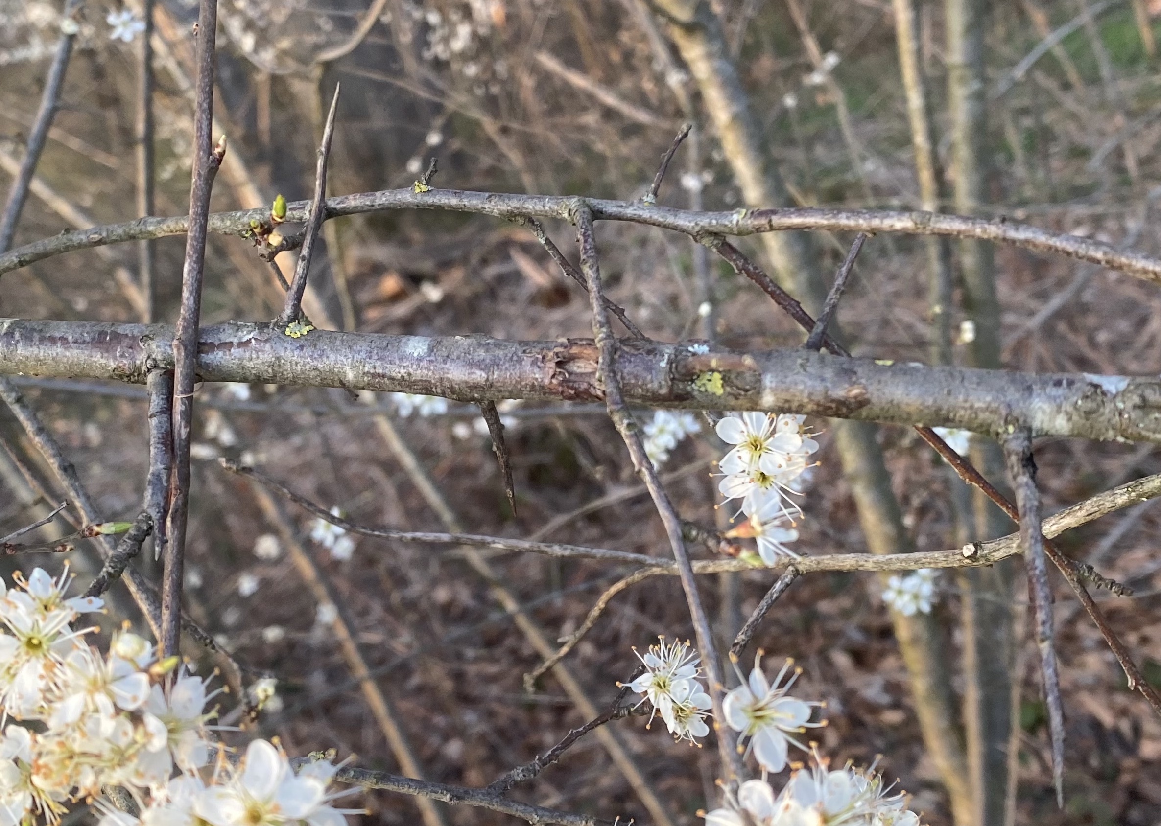 Rosaceae Prunus spinosa Schlehe Schlehdorn Schwarzdorn Eigenschaften Merkmale Bestimmung Verwendung Äste Dornen