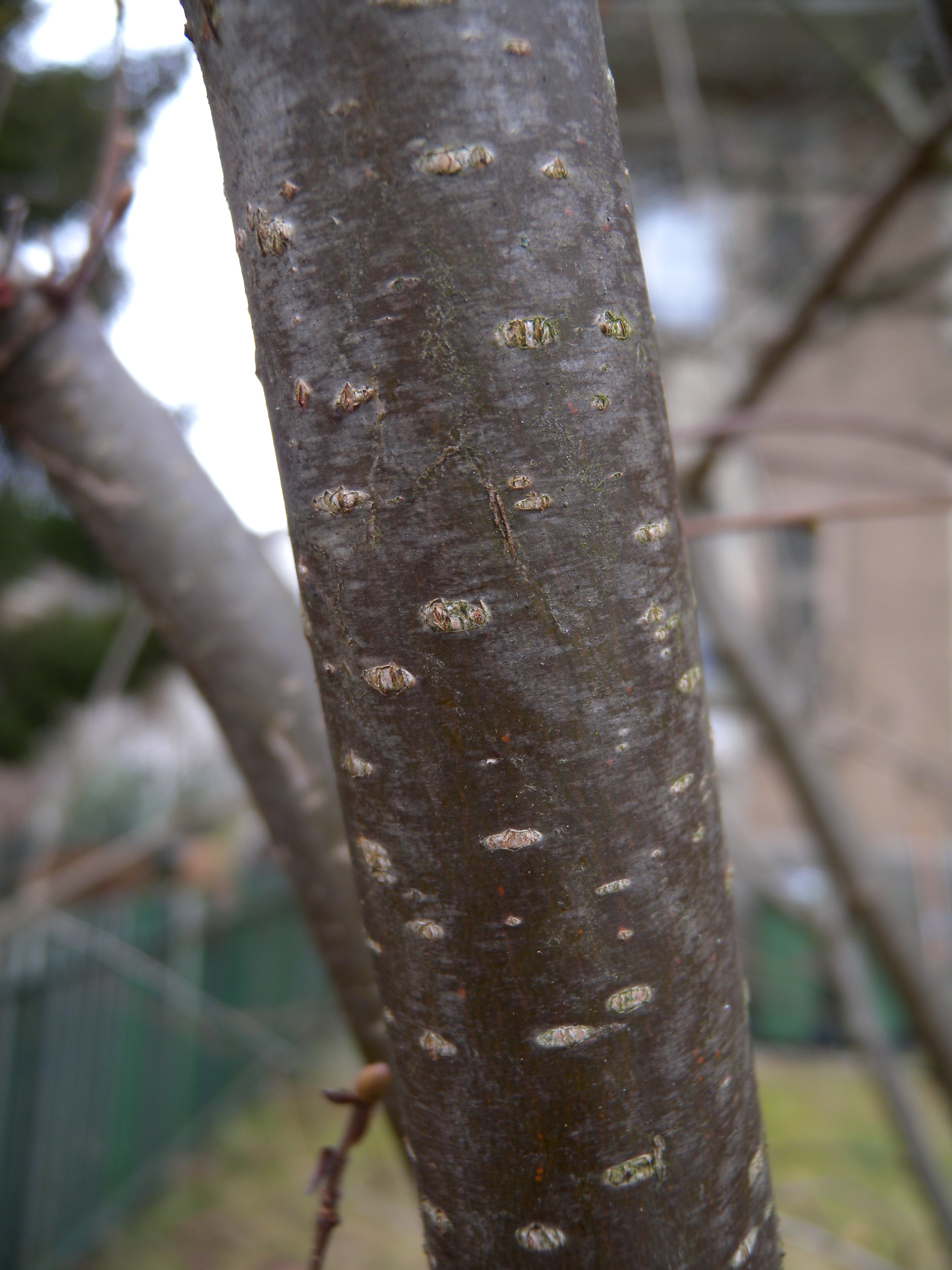 Betulaceae_Corylus_avellana_Stamm.jpg