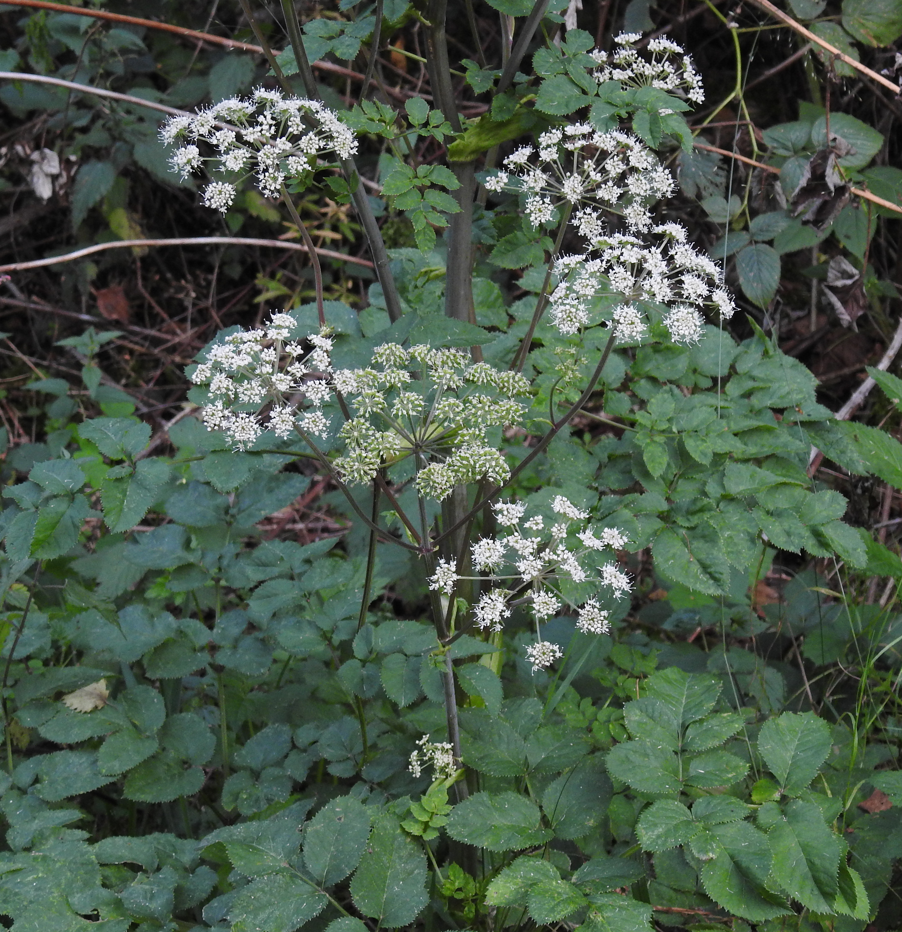 Apiaceae Angelica sylvestris Wald Engelwurz Eigenschaften Merkmale Bestimmung 