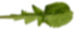 fiederförmig eingeschnittene Blattränder kommen bei den Korbblütlern (Asteraceae) häufig vor