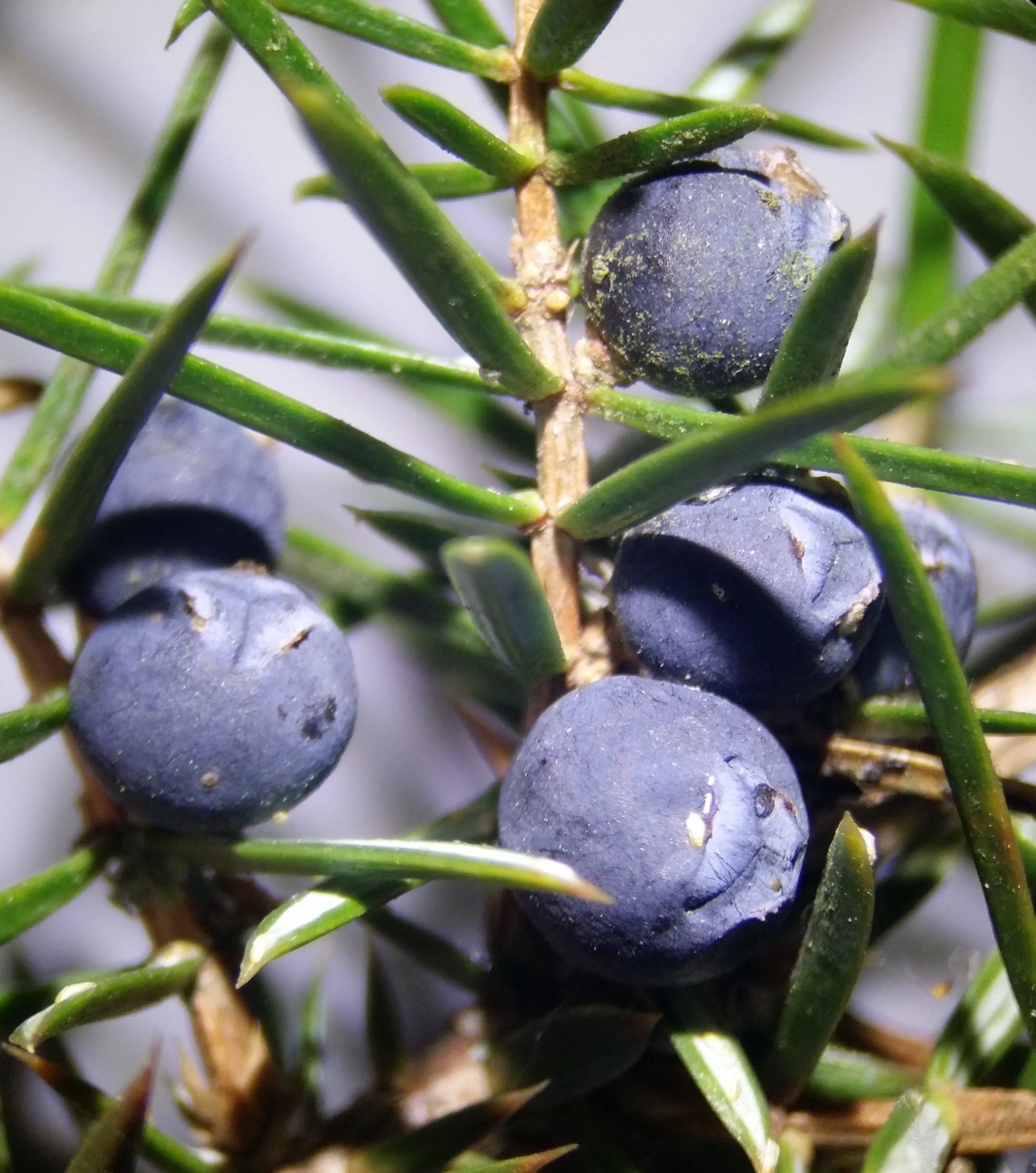Echter Wacholder (Juniperus communis): Merkmale / Bestimmung / Verwendung; reife Früchte