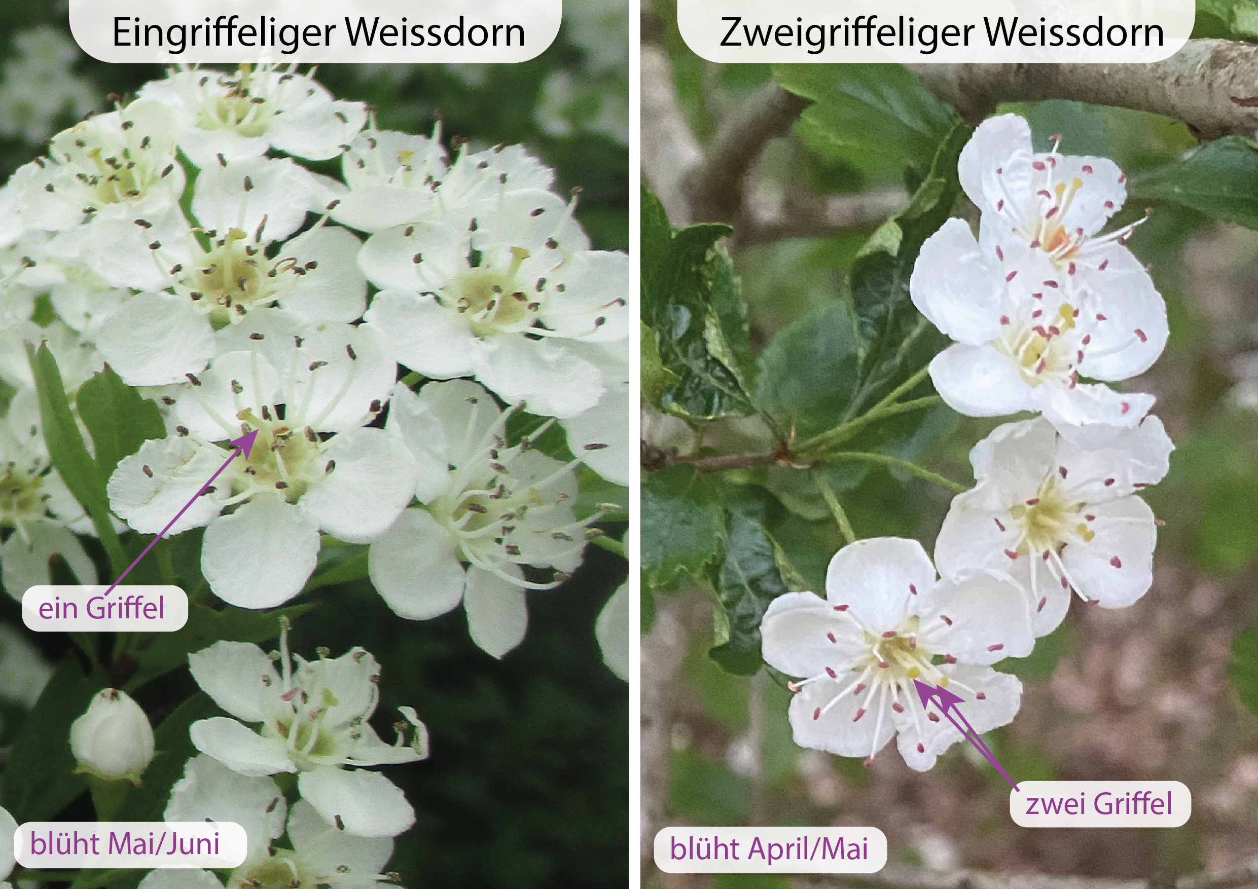 Rosaceae Crataeugus monogyna und laecvigata Weissdorn Eigenschaften Merkmale Bestimmung Verwendung Blüten