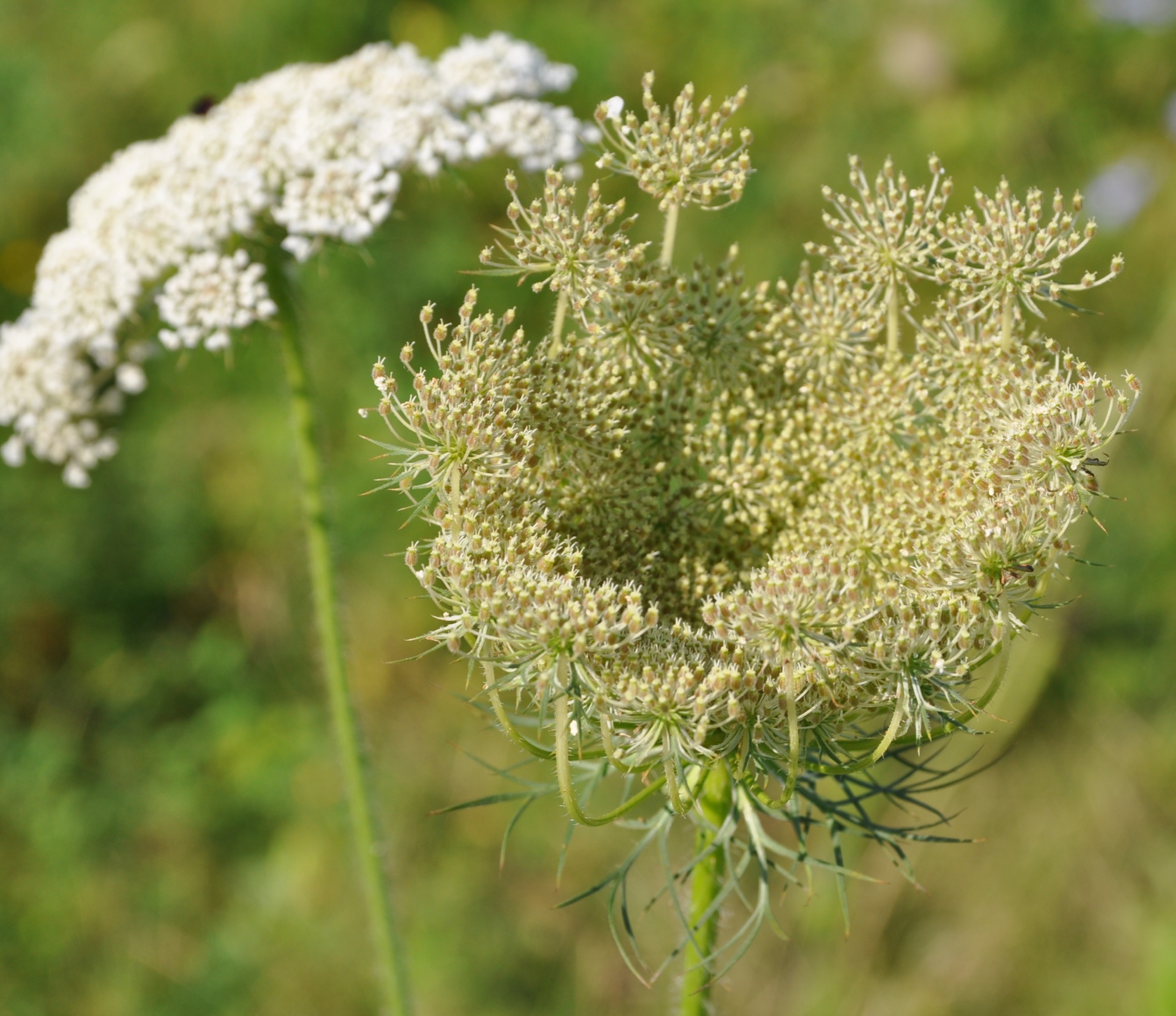Apiaceae Daucus carota Wilde Möhre Eigenschaften Bestimmung Merkmale Verwendung Früchte unreif