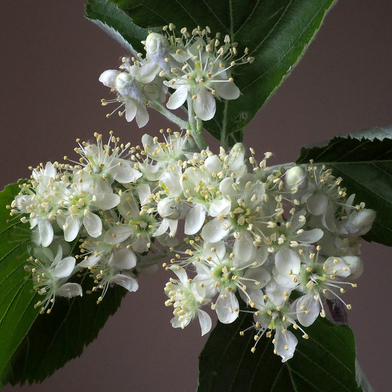 Rosaceae Sorbus Aria Echte Mehlbeere Eigenschaften Merkmale Blüten Trugdolde