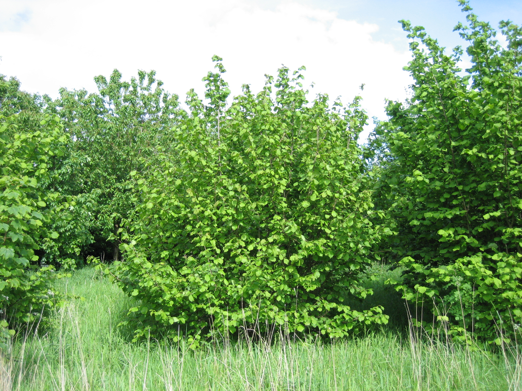 Betulaceae_Corylus_avellana_Strauch.jpg