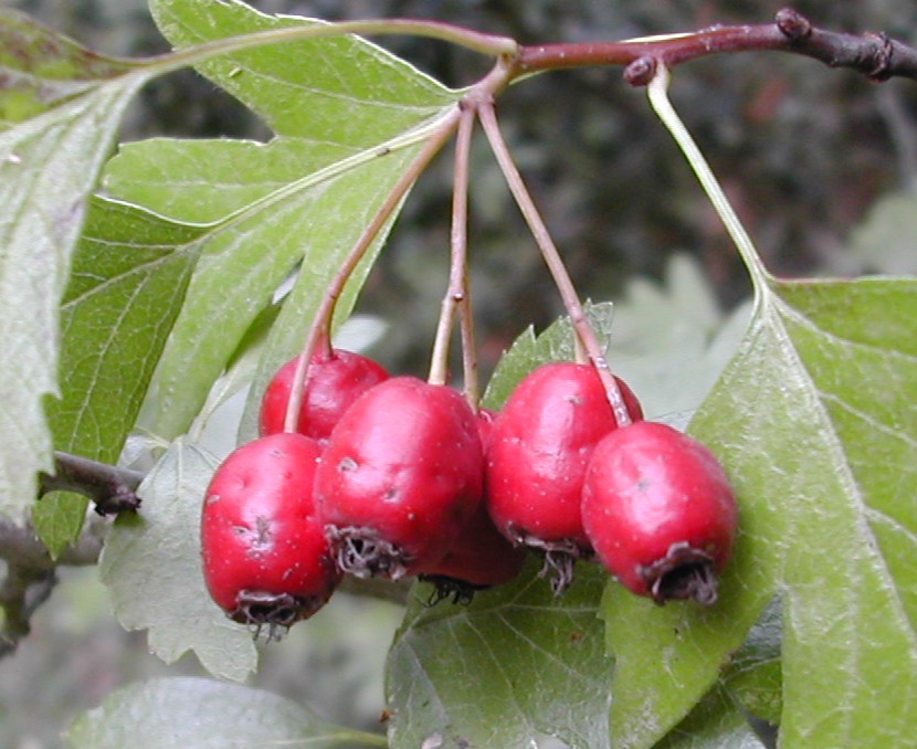 Rosaceae Crataeugus monogyna und laecvigata Weissdorn Eigenschaften Merkmale Bestimmung Verwendung Frucht